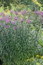 Smooth ironweed Vernonia fasciculata, purple flowers on plant in garden Royalty Free Stock Photo